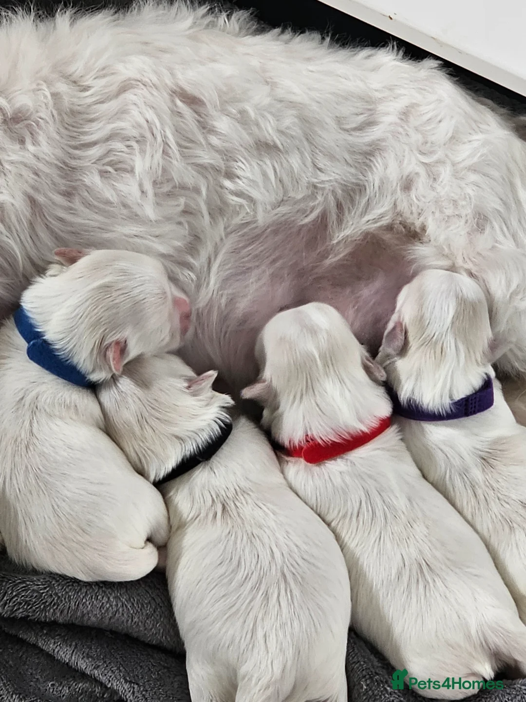 Maltese dogs for sale: Small maltese in Kilwinning - Advert 2