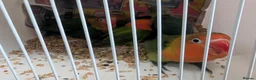 Lovebirds birds for sale: Hand Reared New Born Love Birds in London - Advert 4