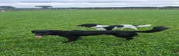 Mixed Breed dogs for sale: 2 x 2 year old Cocker Spaniel Mixed breed  in Neston - Advert 5