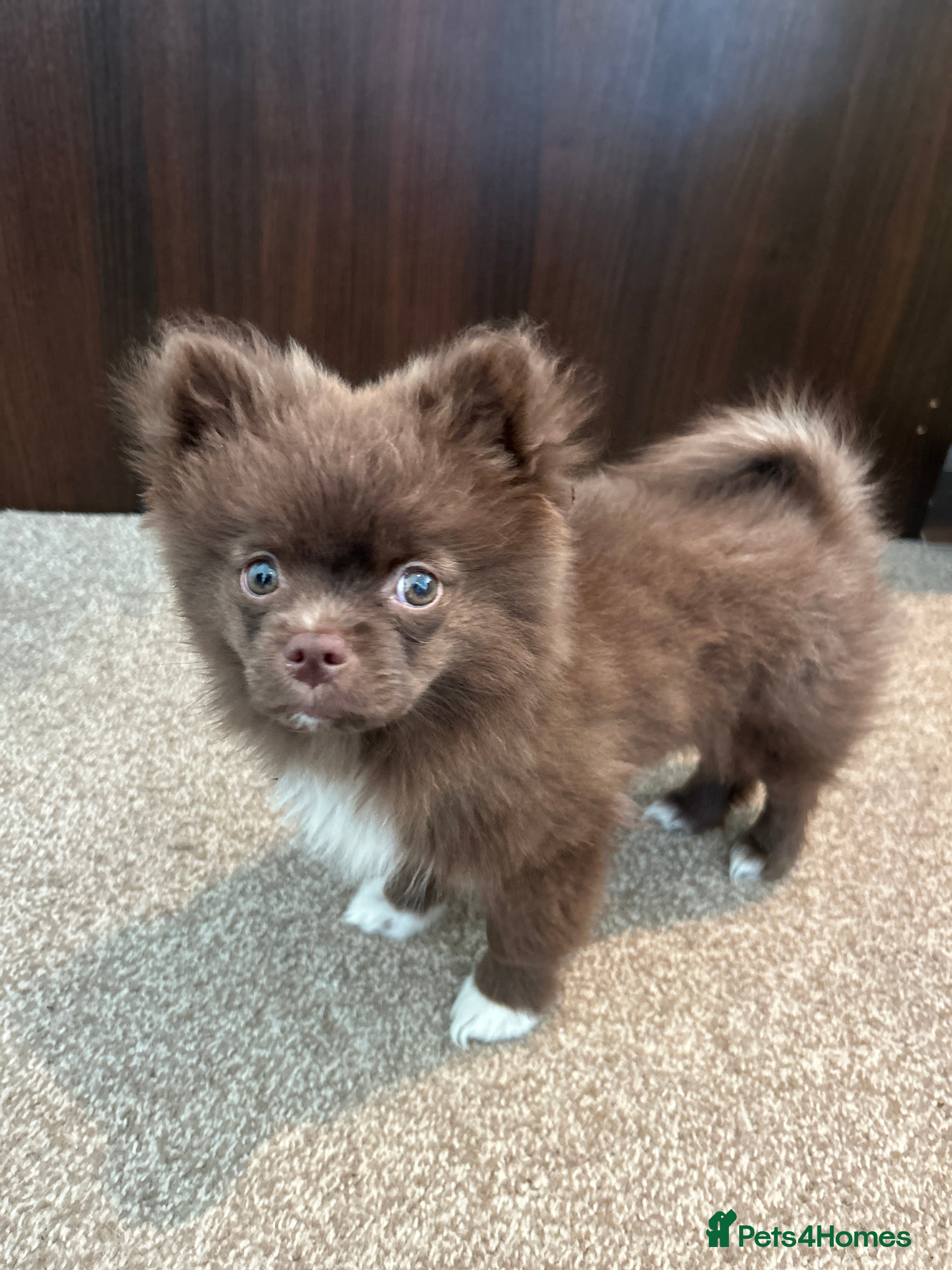 Pomeranian dogs 1 stunning rare markings Pom ready now  - Advert 11