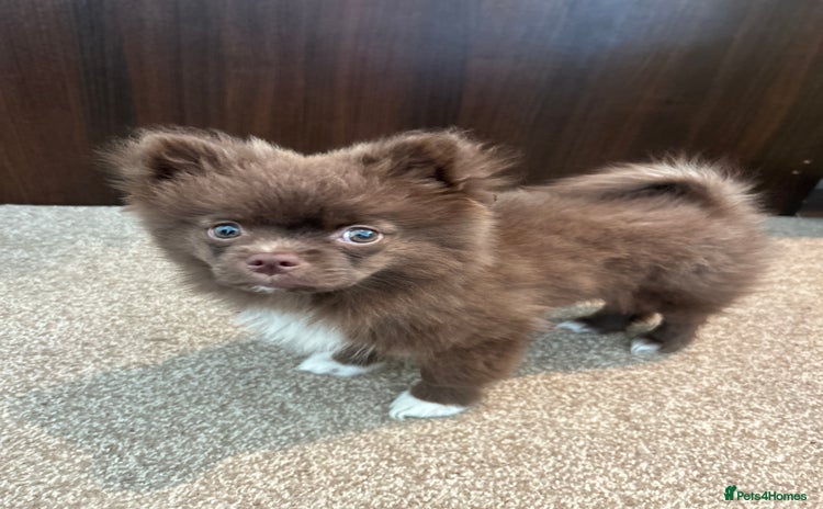 Pomeranian dogs 1 stunning rare markings Pom ready now  - Advert 17