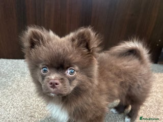 Pomeranian dogs 1 stunning rare markings Pom ready now - Advert 11