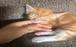 Mixed Breed cats for sale: Playful Kittens 🐾 (Please Read Description) - Image 16