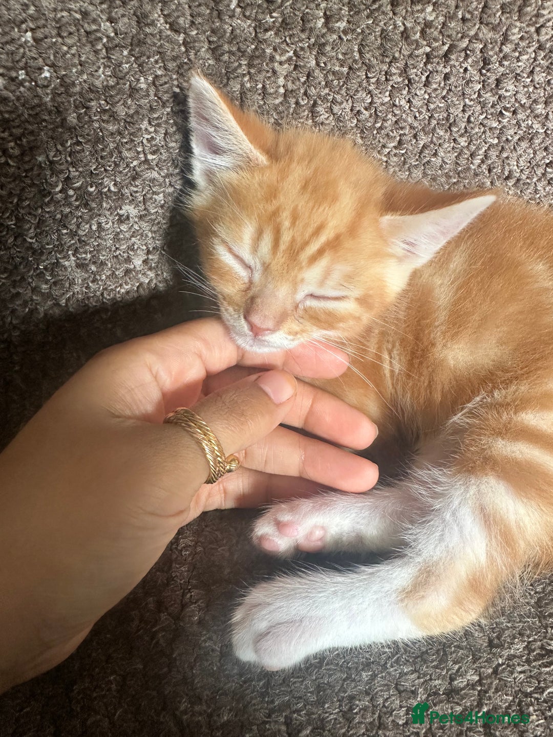 Mixed Breed cats for sale: Playful Kittens 🐾 (Please Read Description) - Image 16