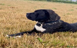 Mixed Breed dogs for sale: Beautiful Italian Mastiff/Italian shepherd  - Image 1