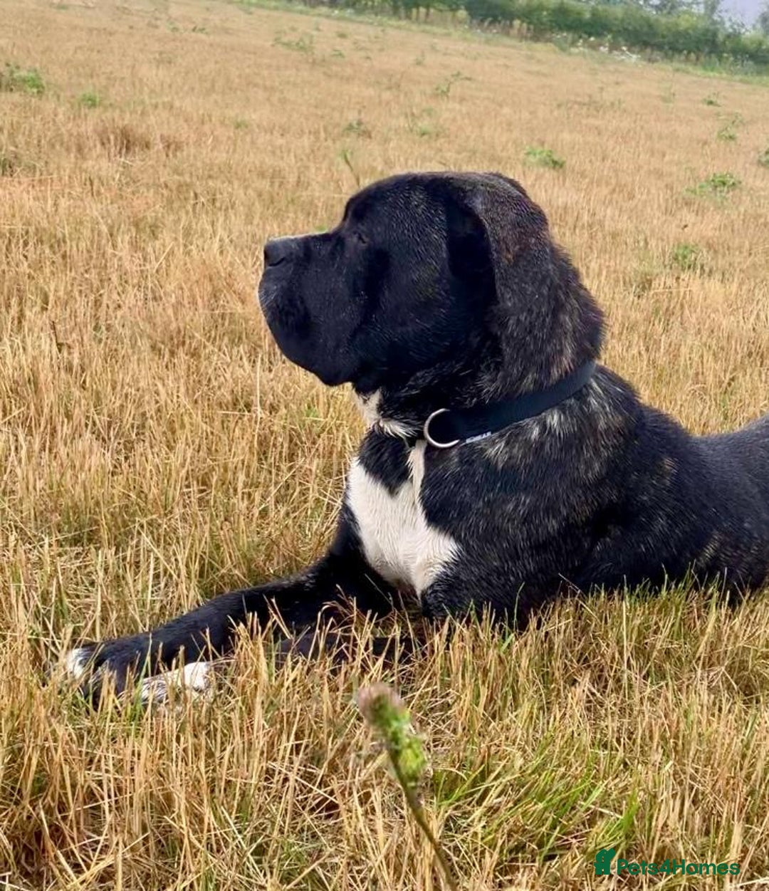 Mixed Breed dogs for sale: Beautiful Italian Mastiff/Italian shepherd  - Image 1