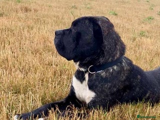 Mixed Breed dogs - Advert 5
