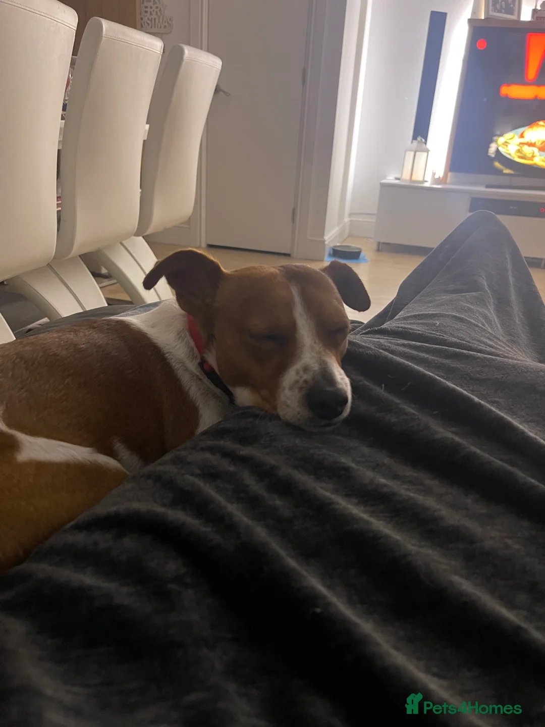 Jack Russell dogs for sale: Puppies Looking for Their Forever Homes 🐶💛 - Advert 7