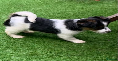 Jack Russell dogs - Advert 2