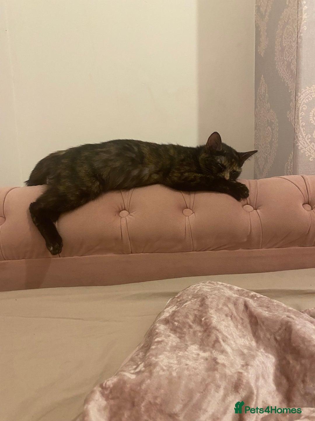 American Shorthair cats for sale: Cats and kitten for sale - Image 4