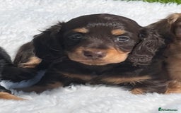 Miniature Dachshund dogs for sale: Beautiful long haired miniature dachshund puppies  - Image 2