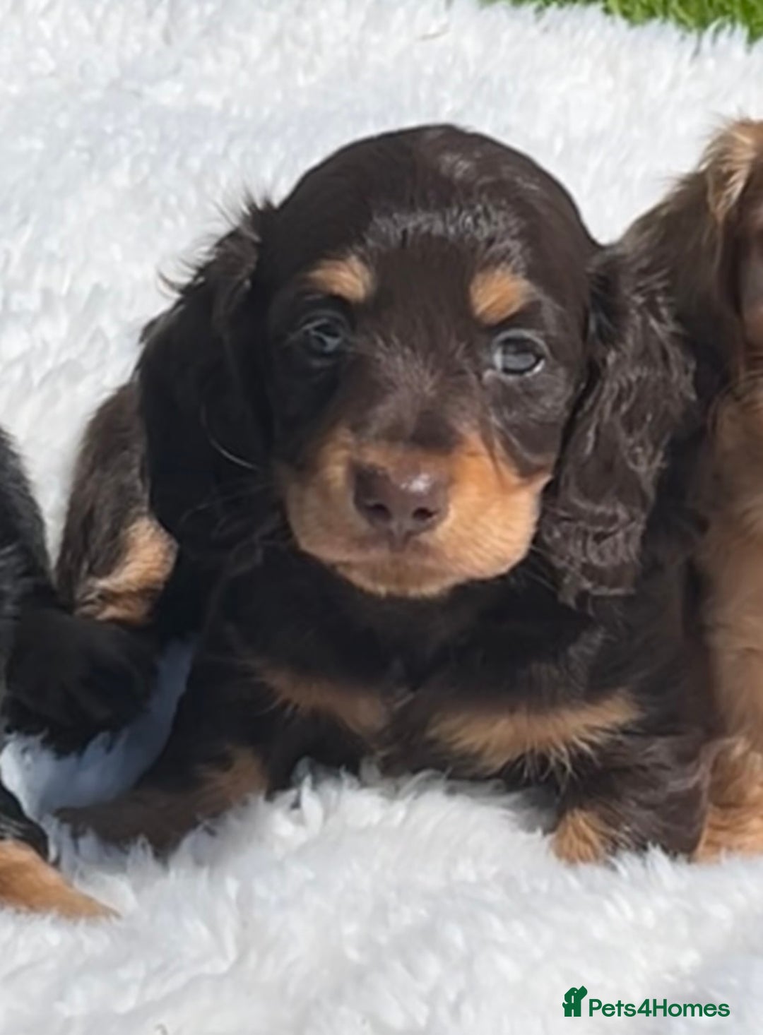 Miniature Dachshund dogs for sale: Beautiful long haired miniature dachshund puppies  - Image 2