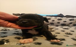 Staffordshire Bull Terrier dogs for sale: Champion lines Staffordshire Bull terrier puppies - Image 10