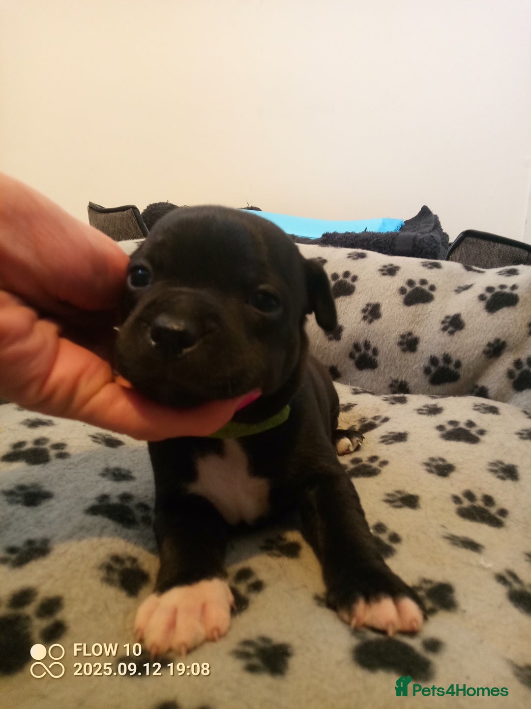 Staffordshire Bull Terrier dogs for sale: Champion lines Staffordshire Bull terrier puppies - Image 10