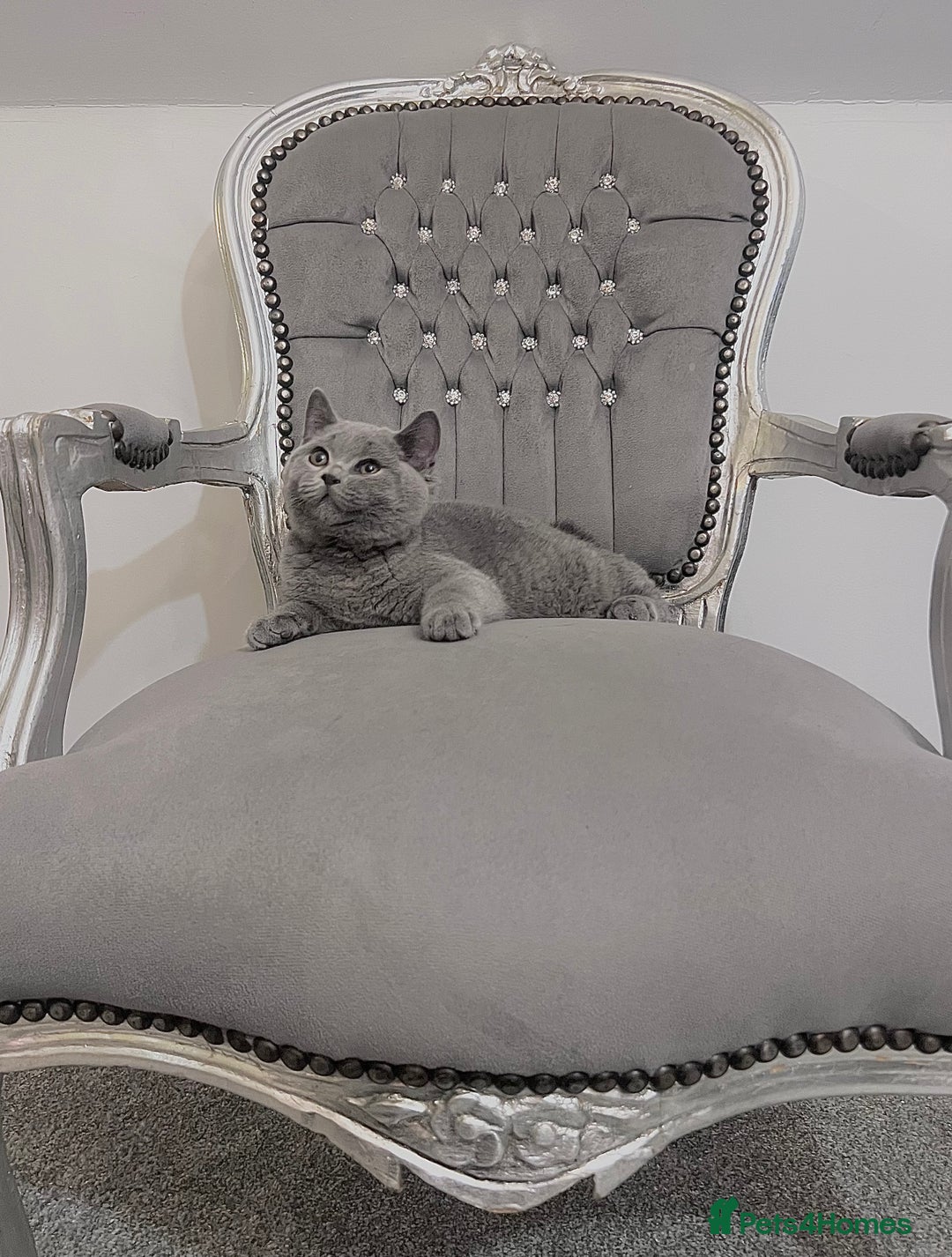 British Shorthair cats for sale: British blue shorthaired male & female kitten - Image 16
