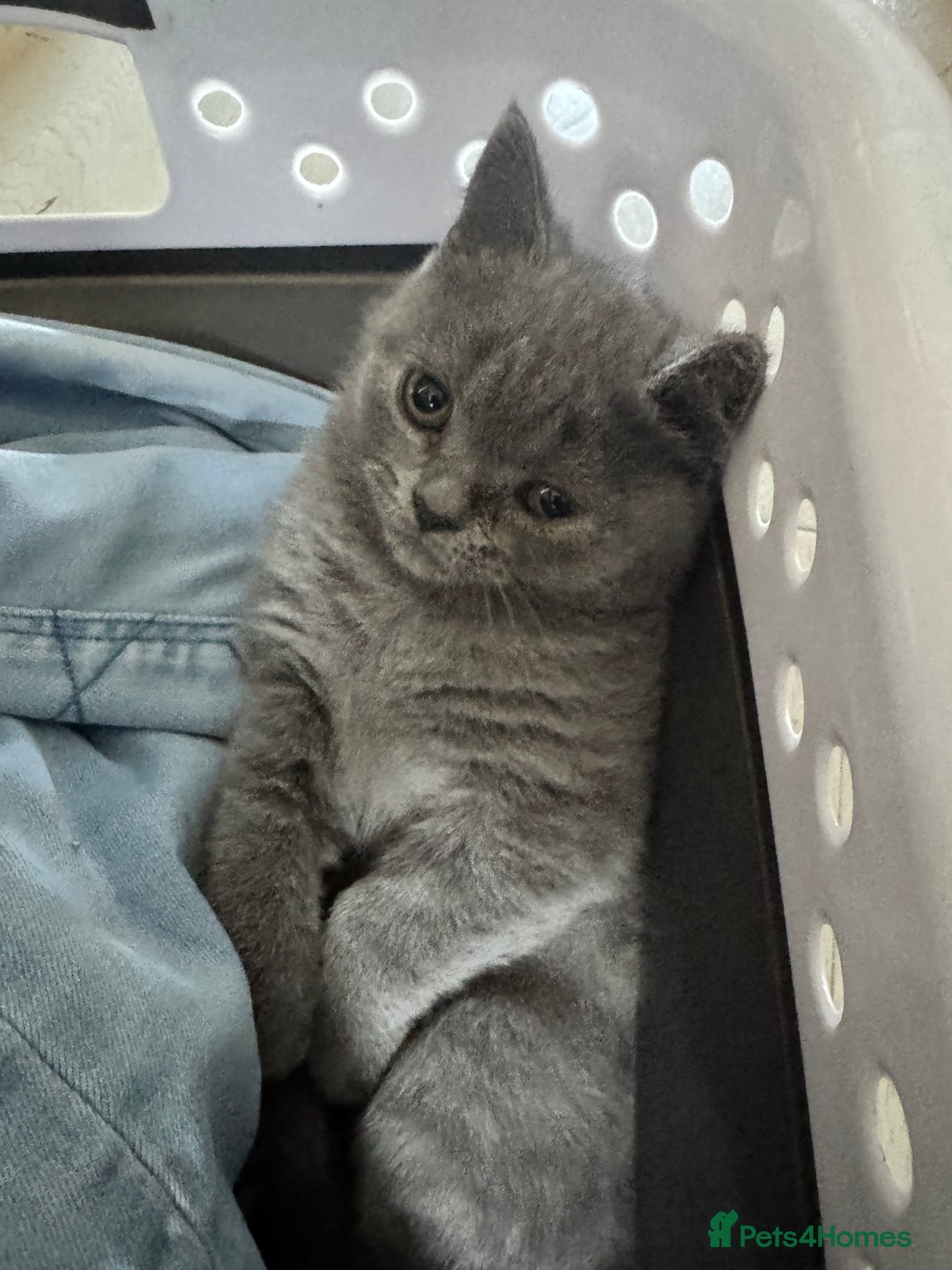 British Shorthair cats for sale: Blue British kittens beautiful  - Image 6