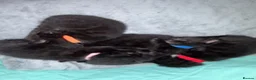 Domestic Shorthair cats for sale: 4 beautiful kittens looking for a loving home - Advert 2