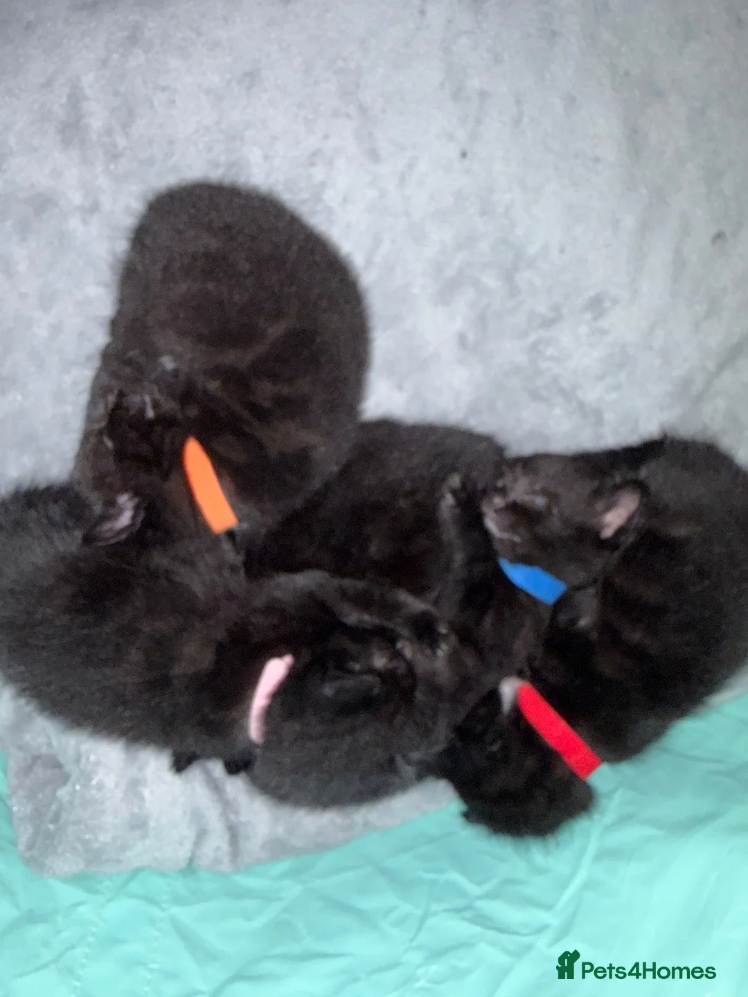 Domestic Shorthair cats for sale: 4 beautiful kittens looking for a loving home - Advert 2