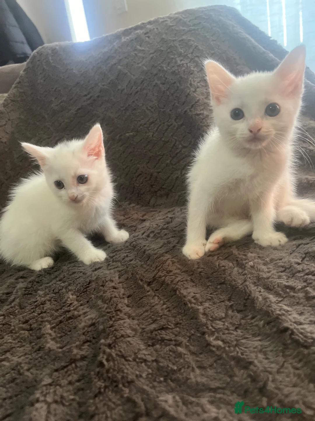 Ragdoll cats for sale: Ragdoll kittens  - Advert 1