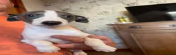 Whippet dogs for sale: Whippet pups  - Advert 7