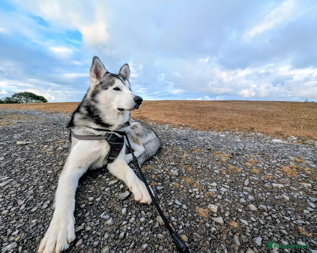 Mixed Breed dogs for sale: Malamute puppies - Advert 2