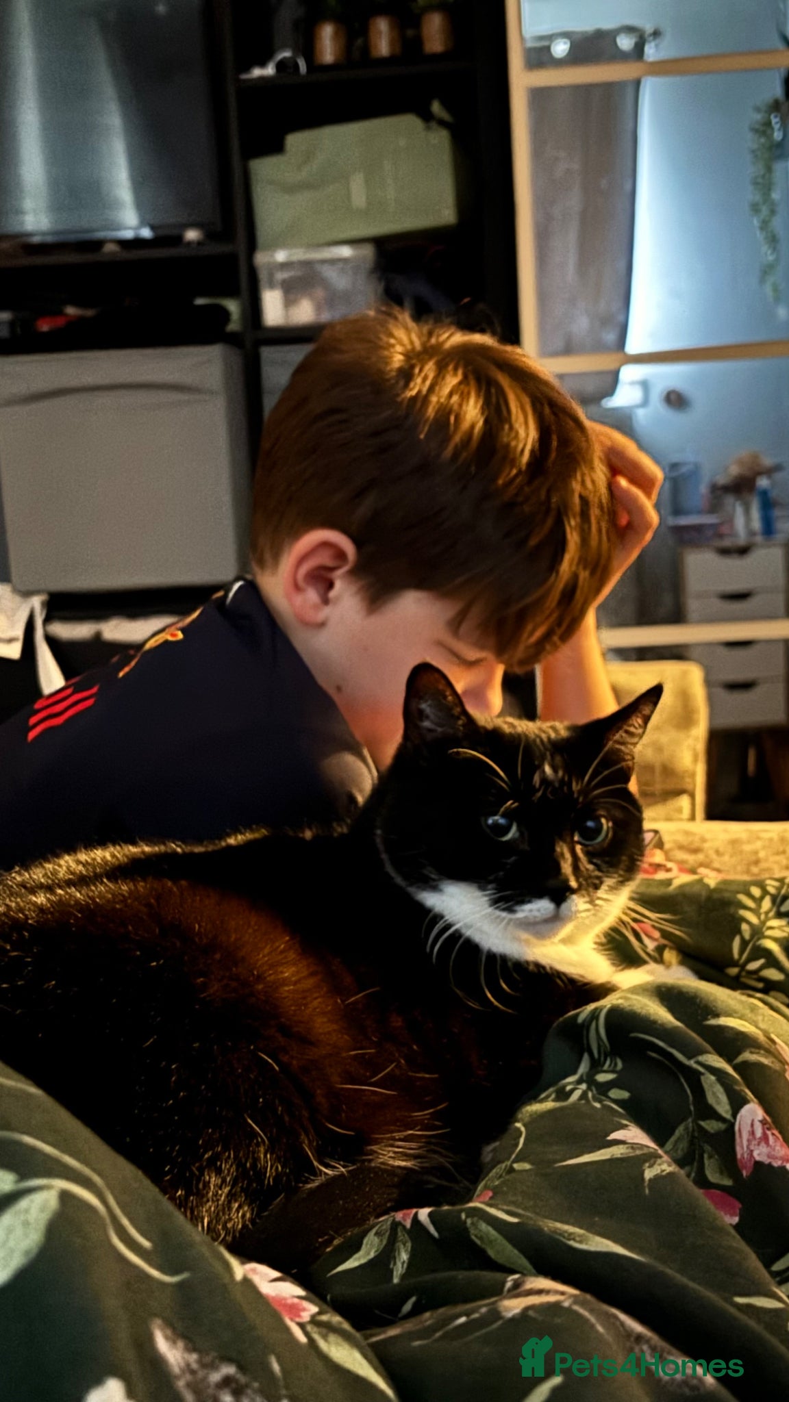 British Shorthair cats Female Cat 7 Years Old - Advert 14