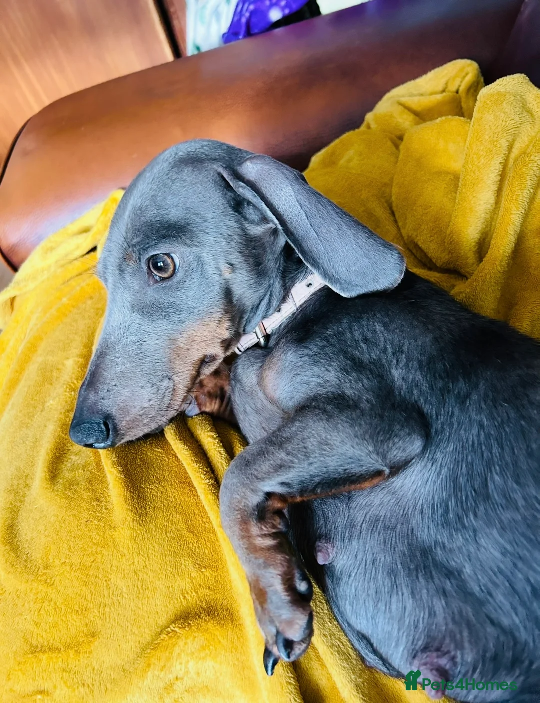 Miniature Dachshund dogs for sale: Stunning silver dapple miniature dachshund pups - Advert 2