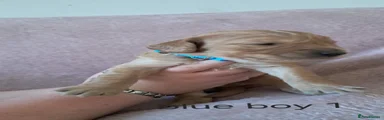 Cockapoo 1