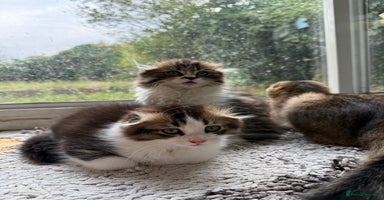 Scottish Fold cats - Advert 5