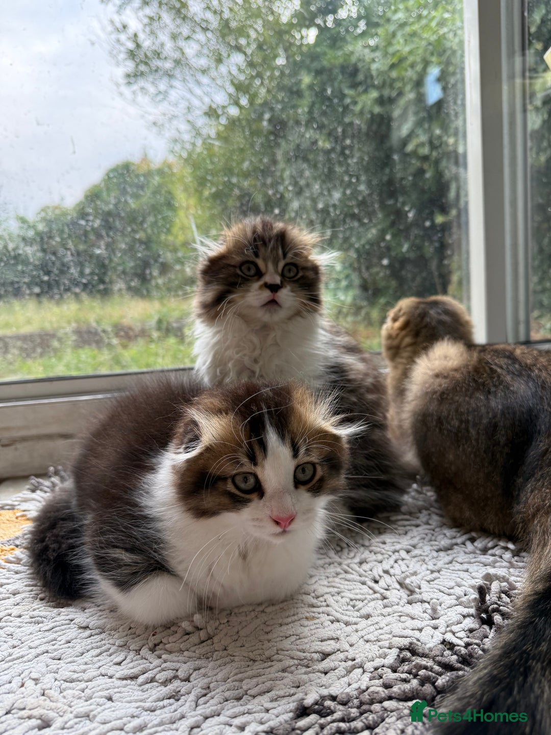 Scottish Fold cats for sale: Two beautiful kittens with mother - Image 3