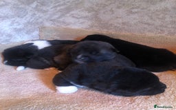 Akita dogs for sale: 7 bear faced American Akitas puppies  - Image 6