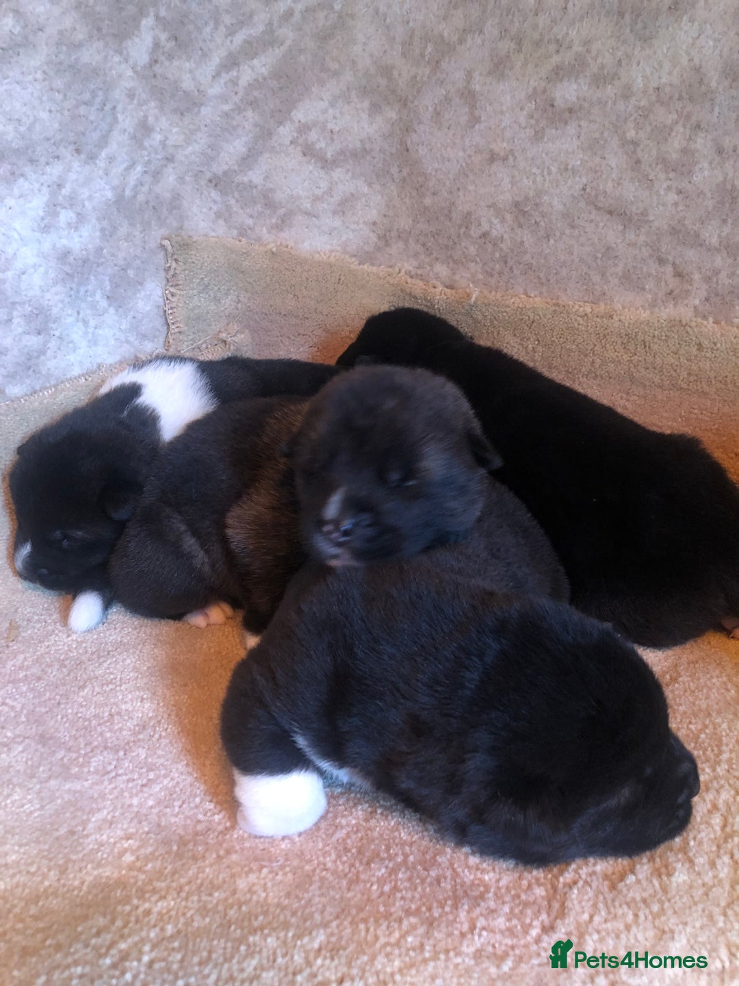 Akita dogs for sale: 7 bear faced American Akitas puppies  - Image 6