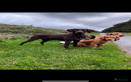 German Shorthaired Pointer dogs for sale: Stunning KC German Shorthaired Pointer Puppies - Image 20