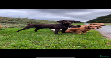 German Shorthaired Pointer dogs - Advert 11