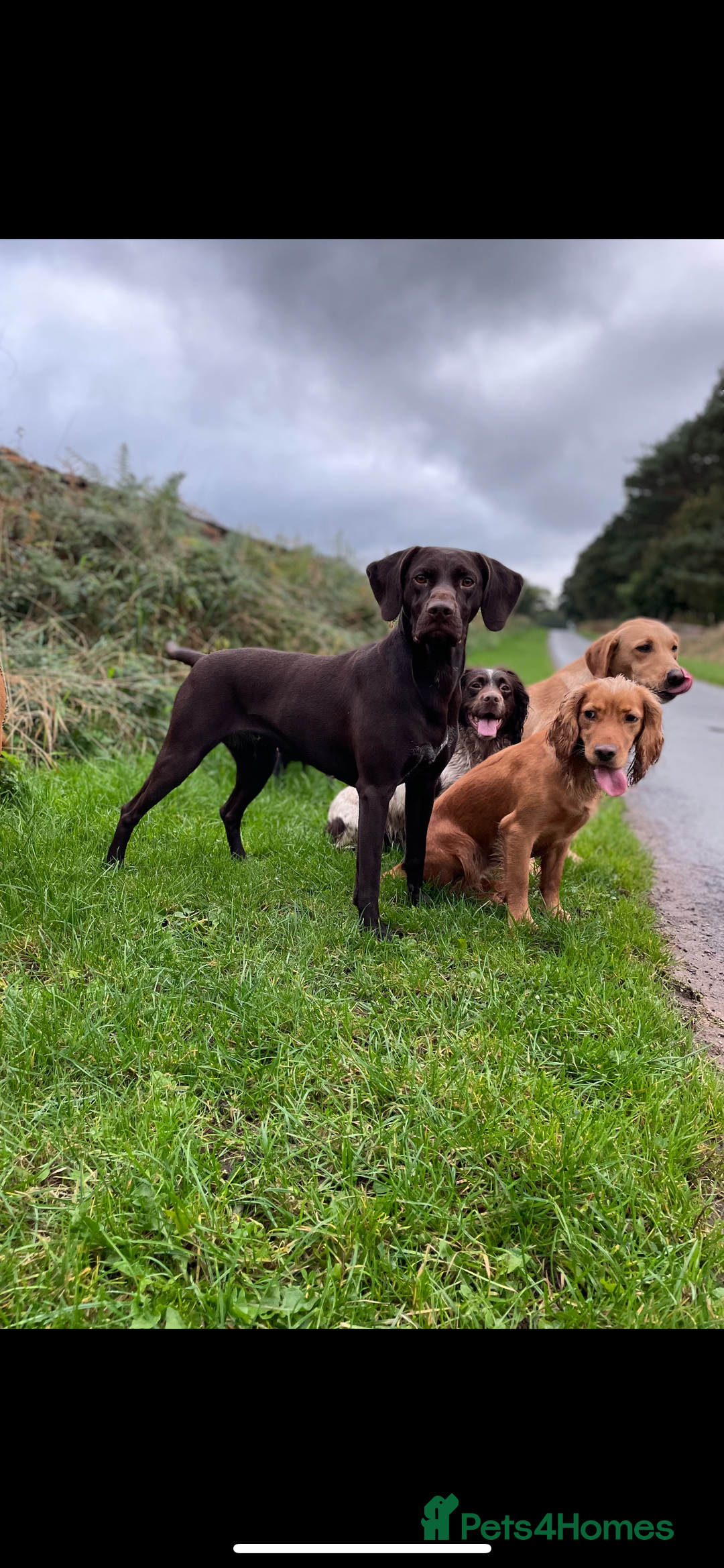 German Shorthaired Pointer dogs for sale: Stunning KC German Shorthaired Pointer Puppies - Image 20