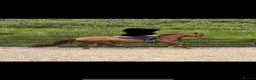 British Warmblood horses for sale: AES Registered warmblood mare  - Advert 4