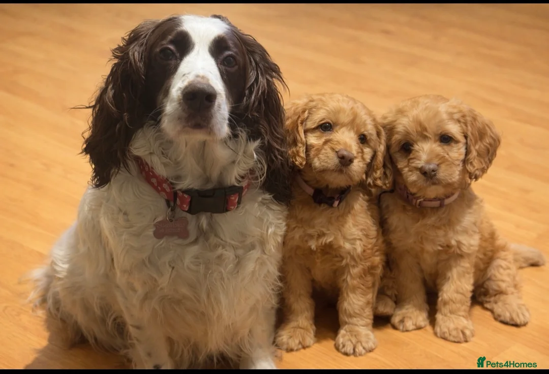 Cockapoo dogs for sale: f1 cockerpoo puppies - Advert 1