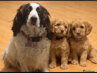 Cockapoo dogs f1 cockerpoo puppies - Advert 1