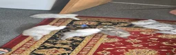 Persian cats for sale: Persian kitties in Alloa - Advert 3