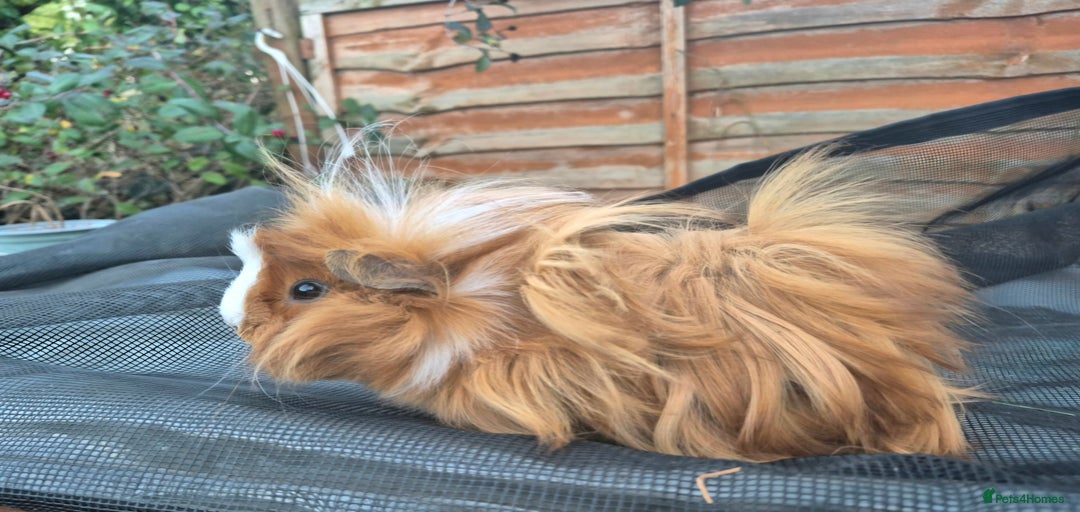 Gallery Image {{count}}