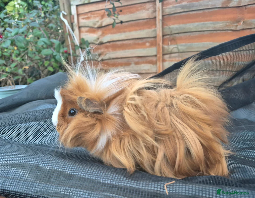 Gallery Image {{count}}