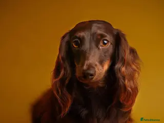 Miniature Dachshund dogs 🐾 Beautiful Adult Dog Looking Forever Home - Advert 13