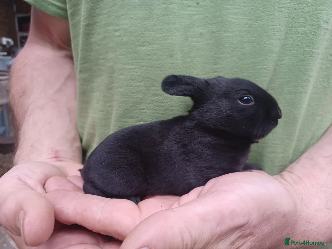 English rabbits for sale: Yurvac vaccinated self English rabbit, ready now! - Advert 5