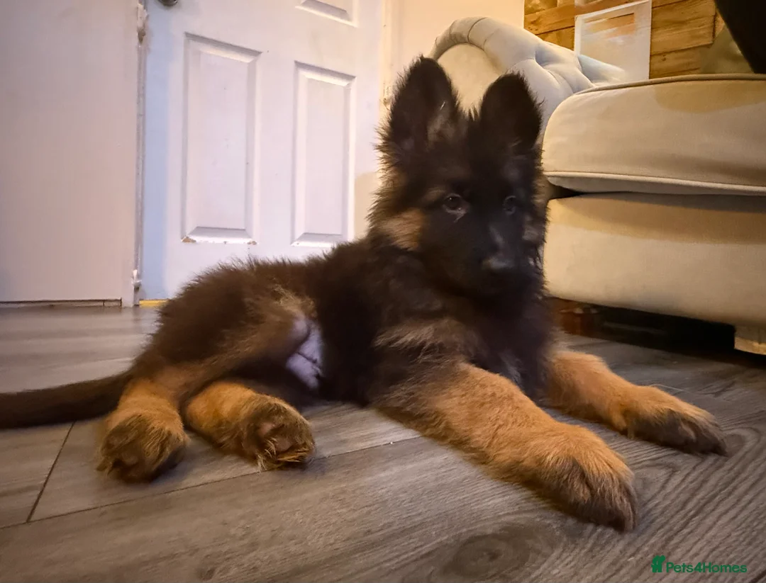 German Shepherd dogs for sale: Kc Registered Long Haired German Shepherd Puppies - Advert 9