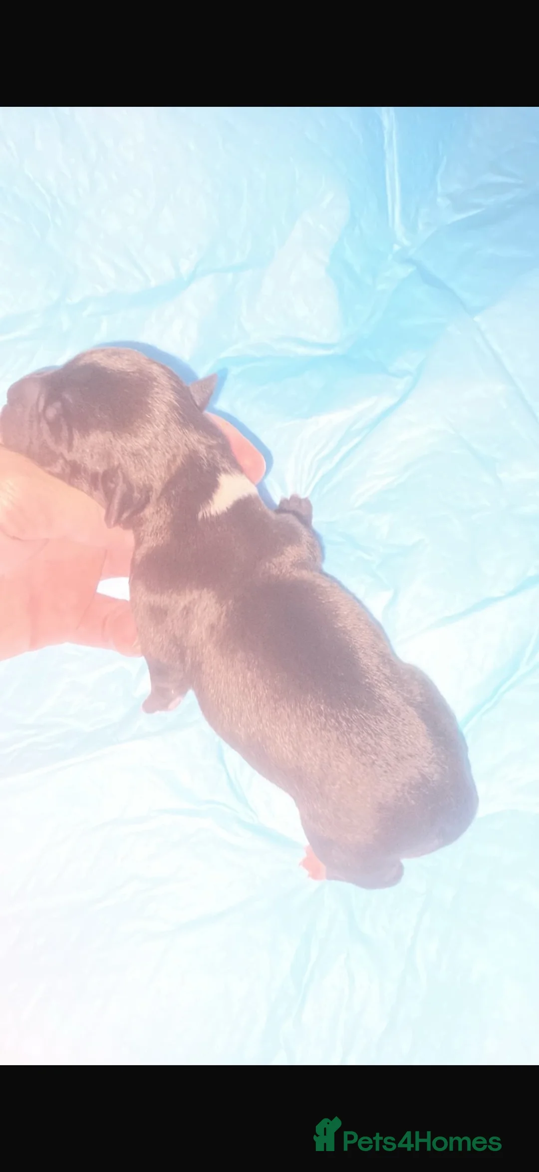 Mixed Breed dogs for sale: Patterdale X Shih Zu Puppies🩵🩷 in Halesowen - Advert 18