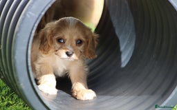 Cavapoo dogs for sale: F1 Cavapoo puppies for sale - Image 21