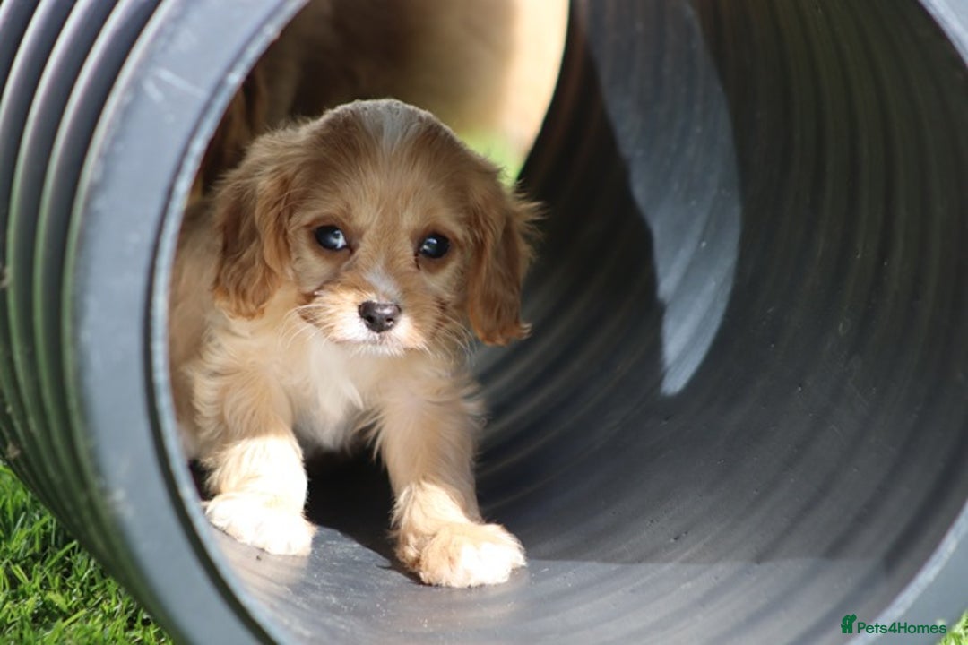 Cavapoo dogs for sale: F1 Cavapoo puppies for sale - Image 21