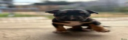 English Bull Terrier dogs for sale: English bull terrier puppies  in Camberley - Advert 5
