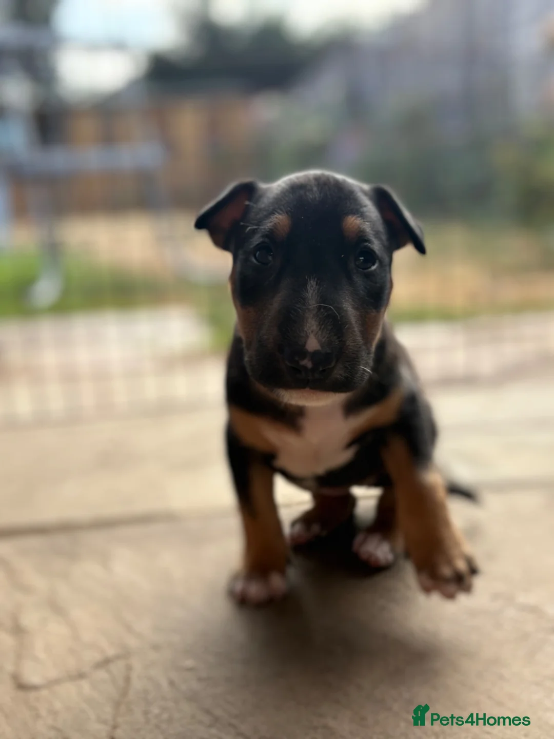 English Bull Terrier dogs for sale: English bull terrier puppies  in Camberley - Advert 5