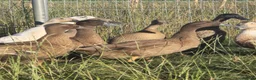 Ducks poultry for sale:  Ducklings Indian Runner Khaki Campbell Appleyard - Advert 13